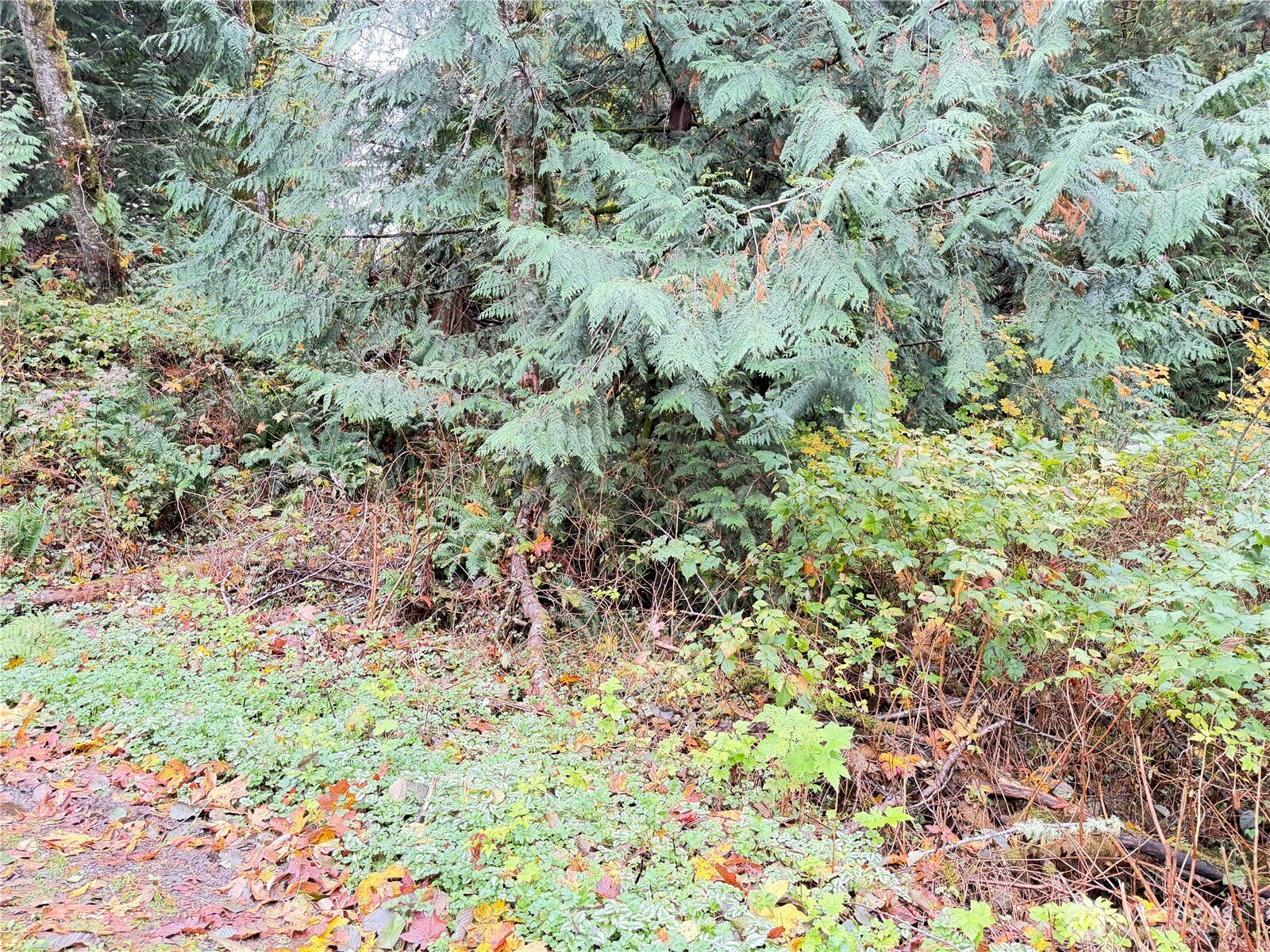 1 Alder Drive