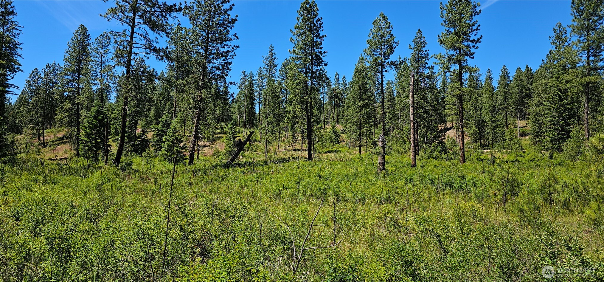 20 X Lynx Road